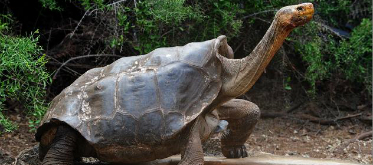 El ‘solitario George’ vuelve a Galápagos embalsamado. El ‘solitario George’ vuelve a Galápagos embalsamado.